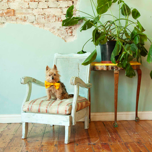 Painted rattan armchair (has been sanded)