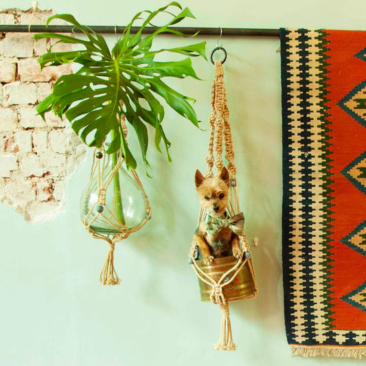 Macrame plant hangers