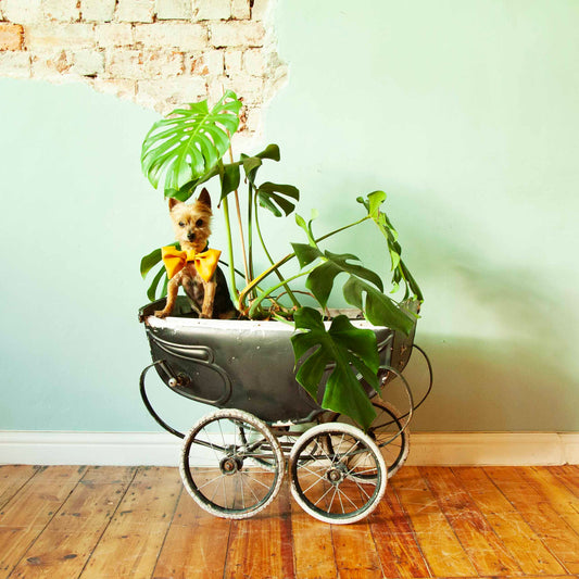 Pram / Planter