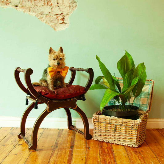 Roman Chair (has been sanded)