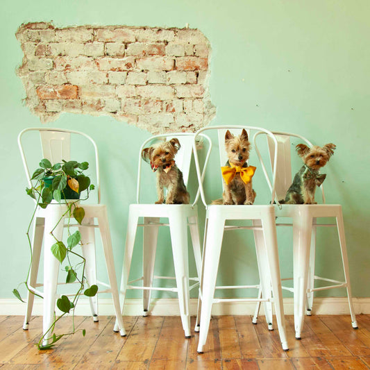 Bar stools (price per PAIR)